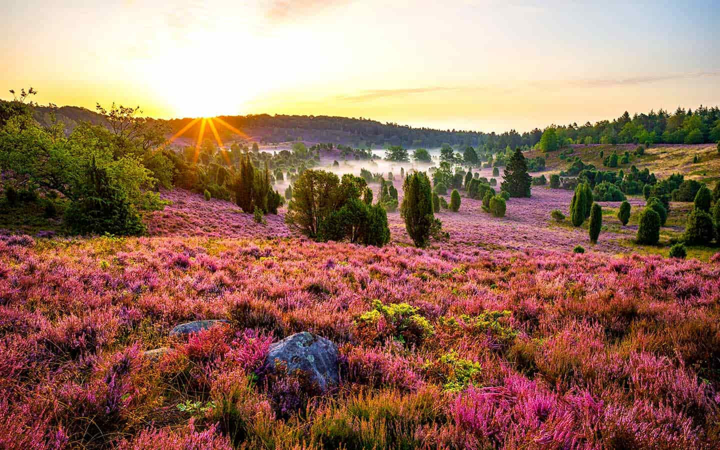 Lüneburger Heide