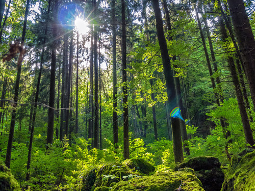 Kurzurlaub.de - Kurzurlaub Bayerischer Wald